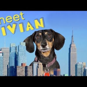 VIVIAN THE DOG: Moves to the Big City 🐾    | Meet Vivian the Dog!
